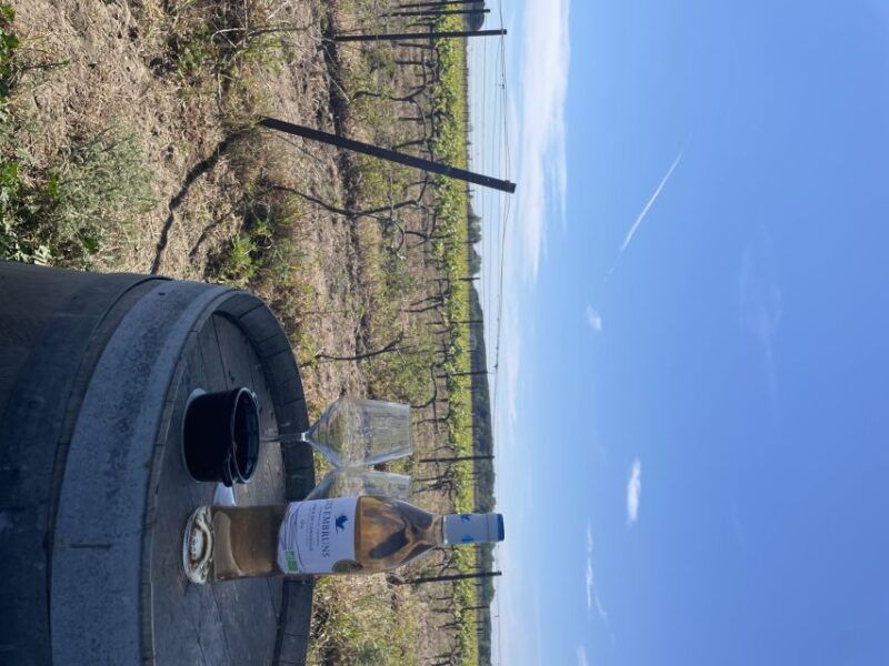 montpellier-half-day-wine-tour-in-camargue