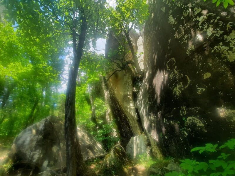 mountain-train-experience-hike-mystic-forest-from-nice