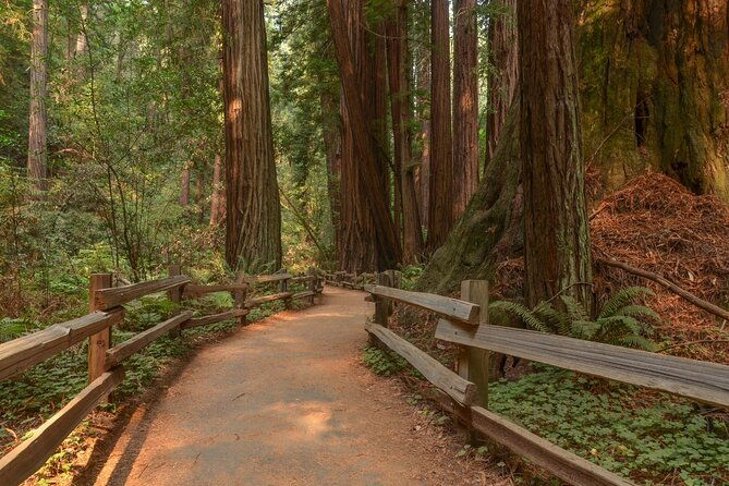 muir-woods-self-guided-driving-and-walking-audio-tour