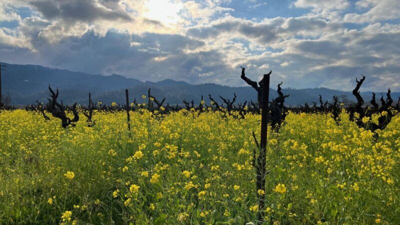 napa-sonoma-guided-tour-for-cycling-enthusiasts