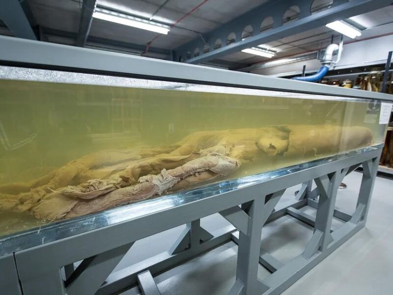 natural-museum-tour-volcanoes-earthquakes-blue-whale