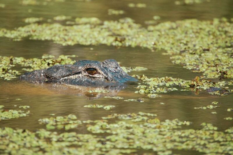 new-orleans-high-speed-9-passenger-airboat-tour