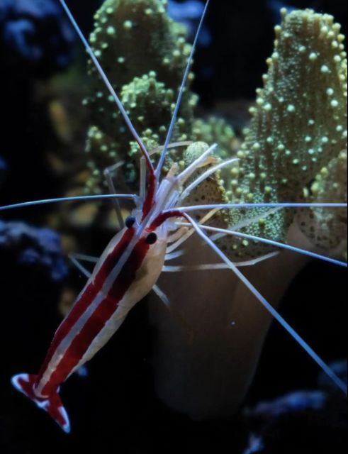 night-time-snorkel-at-turtle-town-with-lights-and-stars