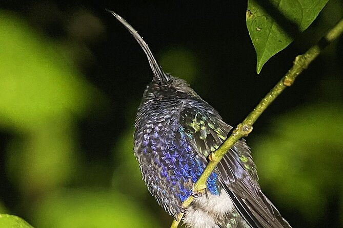 night-walk-among-the-natural-jewels-of-monteverde