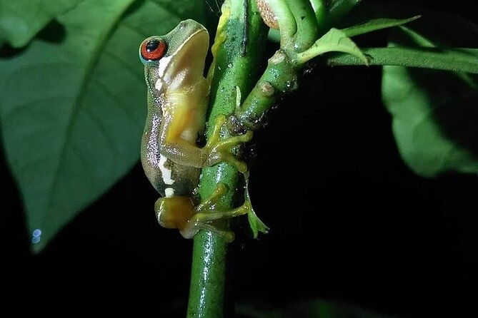 night-walk-manuel-antonio-tour