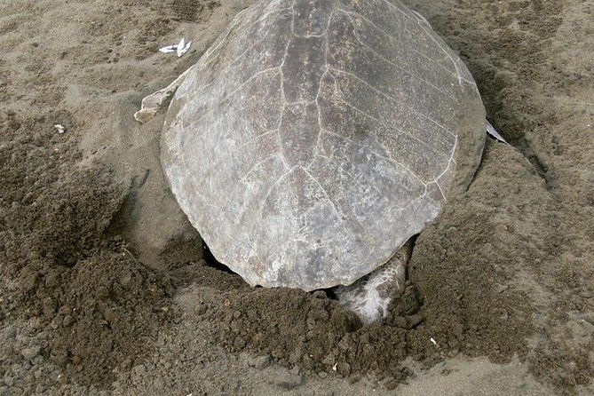 nocturnal-turtles-watching-near-tamarindo-beach