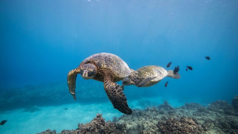 oahu-shallow-reef-scuba-dive-for-certified-divers