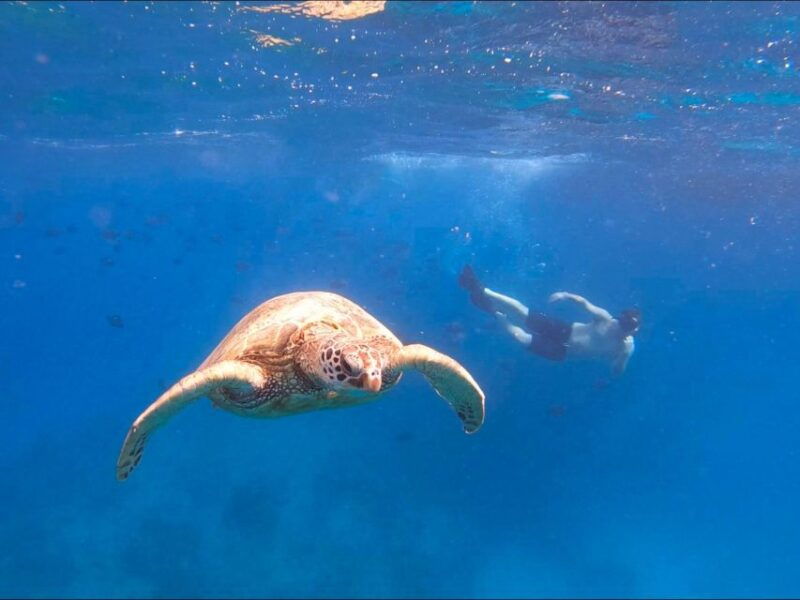 oahu-snorkeling-with-turtles-water-scooter-paddleboard