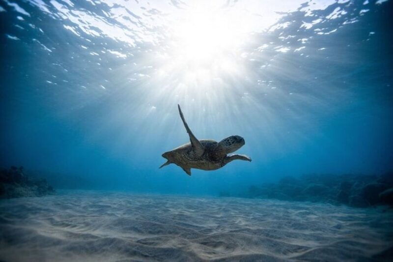 oahu-waikiki-turtle-snorkeling-adventure-cruise