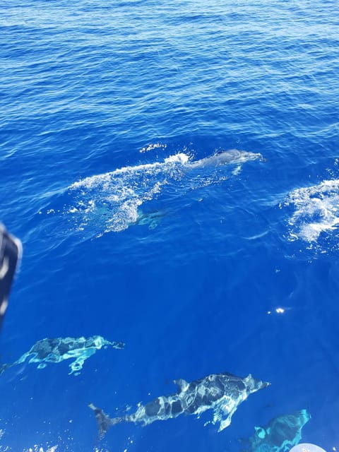 oahu-whale-sail-charter
