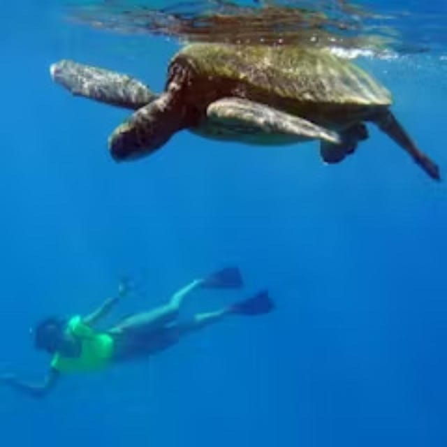 oahu-whales-dolphins-snorkeling-cruise-with-hawaiian-meal