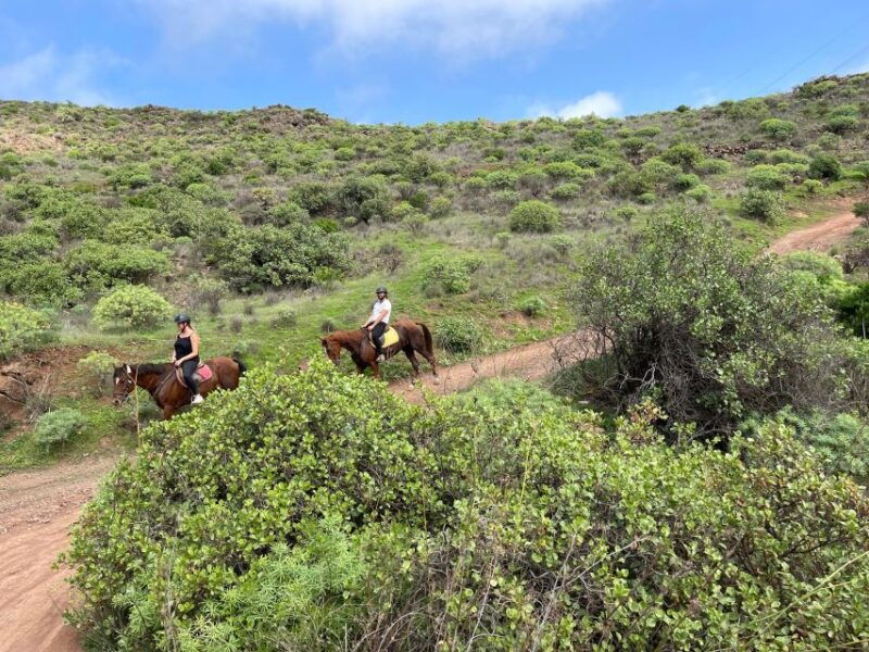 ojos-de-garza-2-hour-las-palmas-mountains-horse-riding-tour