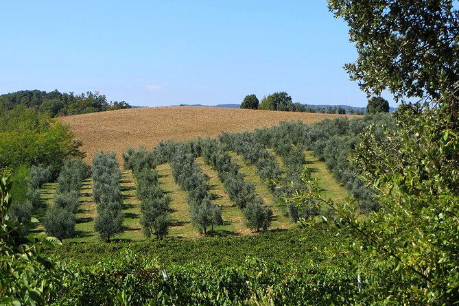 olive-oil-wine-beer-private-tour-price-per-group-of-6