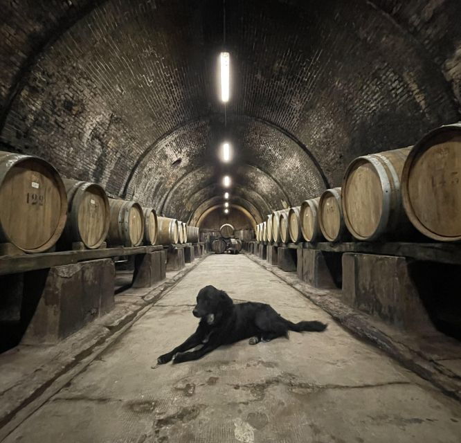 organic-wine-and-food-tasting-at-fattoria-majnoni