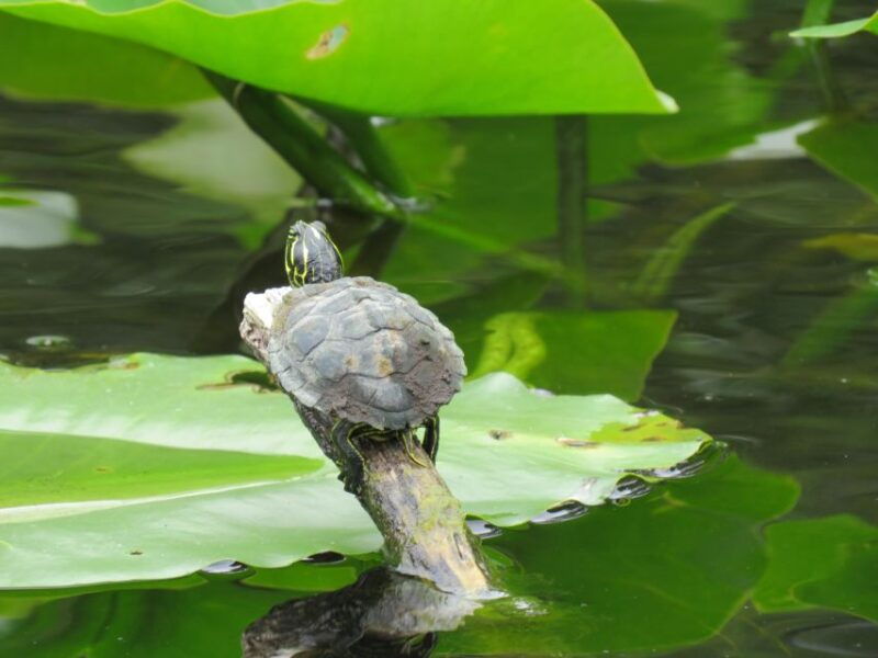 orlando-small-group-manatee-discovery-kayak-tour