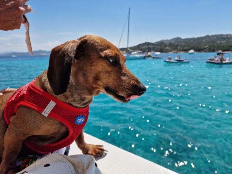 palau-la-maddalena-archipelago-comfort-boat-tour-with-stops