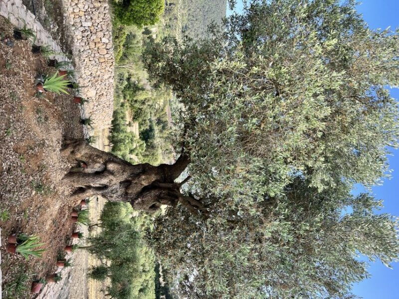 palma-orange-farm-olive-mill-winery-tour-with-tastings