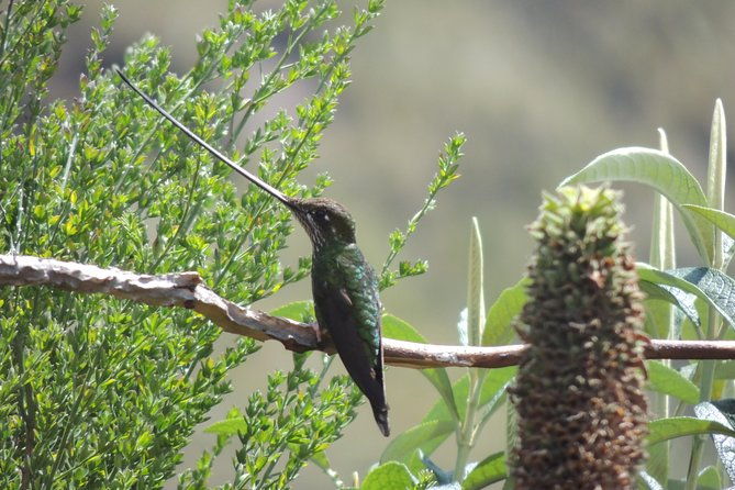 papallacta-hot-springs-and-hummingbirds-farm-day-tour