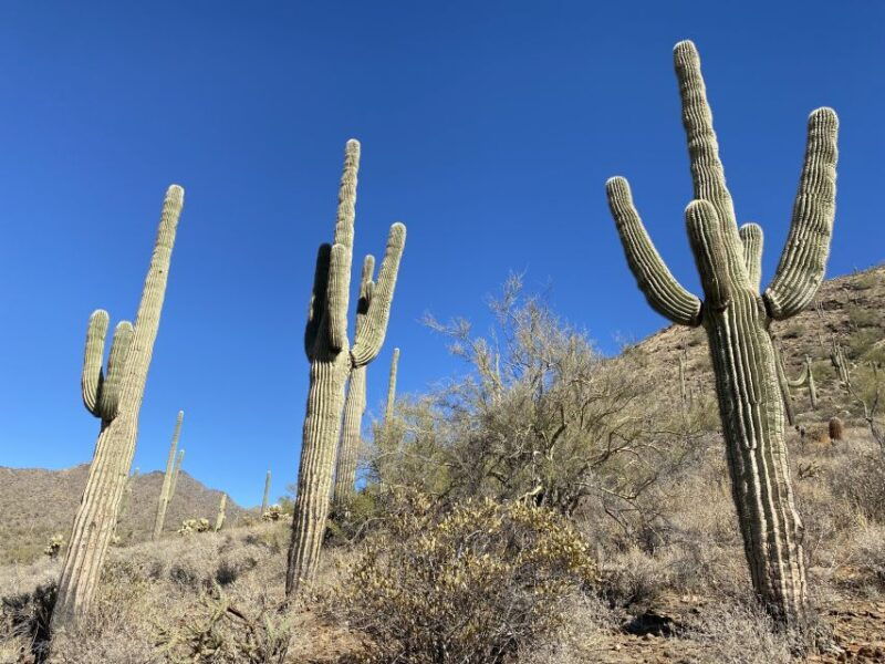 phoenix-amazing-two-hour-guided-hike-in-the-sonoran-desert