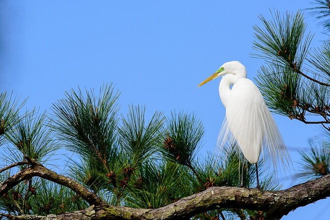 photograph-low-country-wildlife-with-a-professional-photographer
