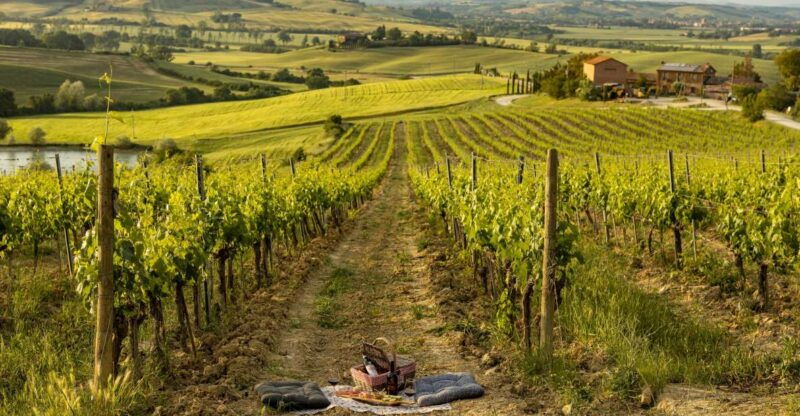 picnic-in-vineyards-with-bottle-of-brunello-di-montalcino