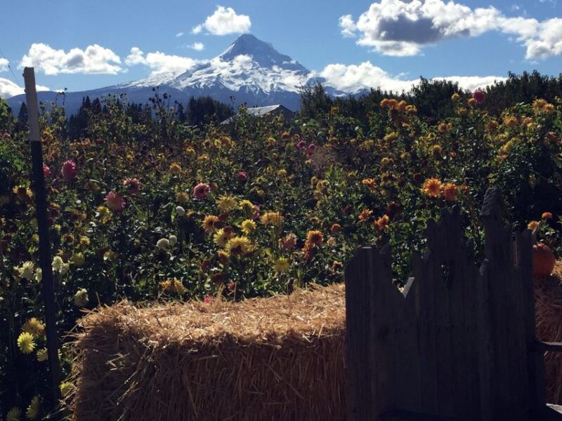 portland-mount-hood-wine-and-waterfalls-full-day-tour