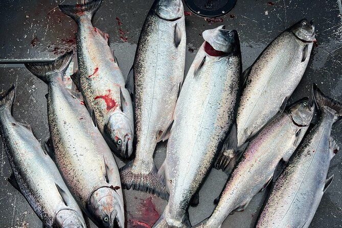 premium-salmon-fishing-6-hours-for-cruise-ship-guests
