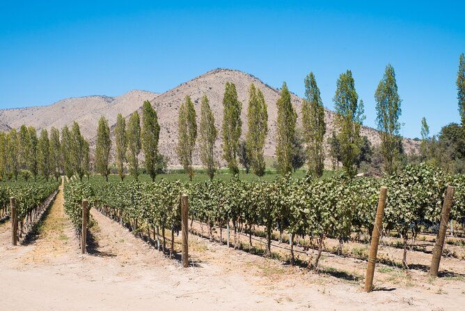 premium-wine-tasting-and-tour-at-santa-rita-private-transport