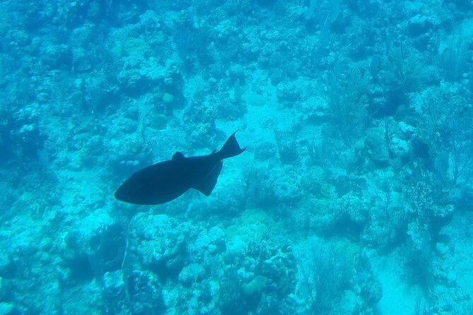 private-adventure-wildlife-snorkeling-west-bay-beach