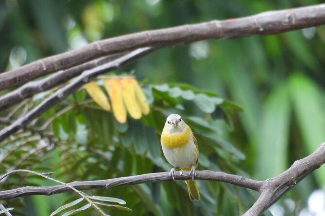 private-bird-watching-acacias-meta-finca-la-florida-apa