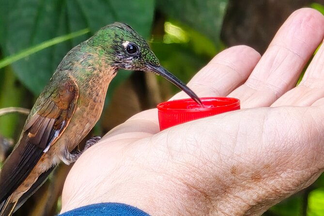 private-cloud-forest-hummingbird-feeders-and-quito-old-town-tour