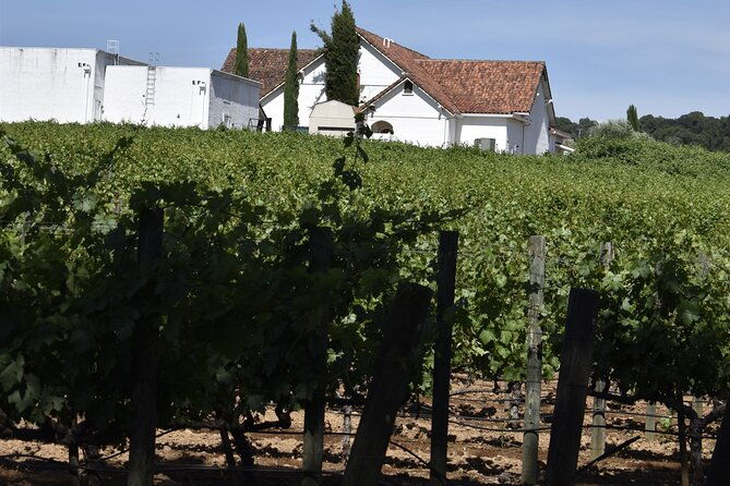 private-customized-napa-valley-wine-tasting-tour-10-passenger