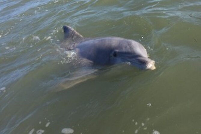 private-disappearing-island-dolphin-tour
