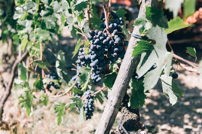 private-grape-stomping-in-chianti-from-siena