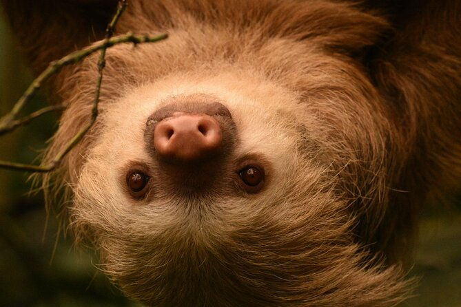 private-guided-night-walk-in-the-wonderful-darkness-of-monteverde