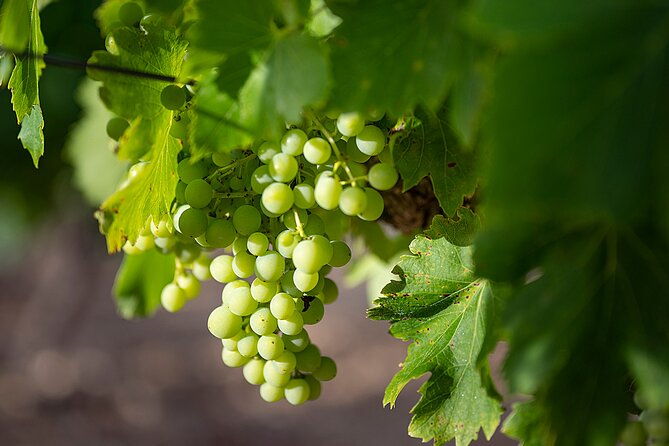 private-half-day-languedoc-wine-tour-from-sete