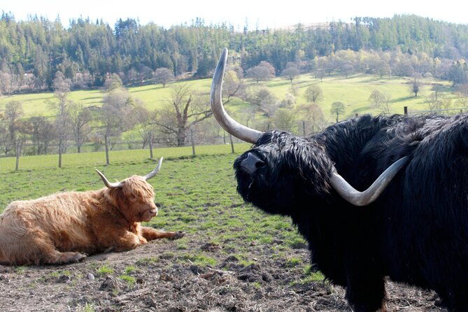 private-luxury-tour-of-the-highlands-and-loch-ness-from-glasgow