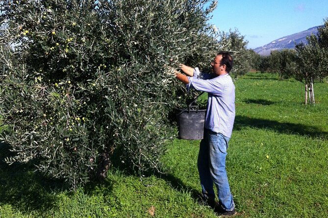 private-tasting-of-extra-virgin-olive-oil-in-sicily
