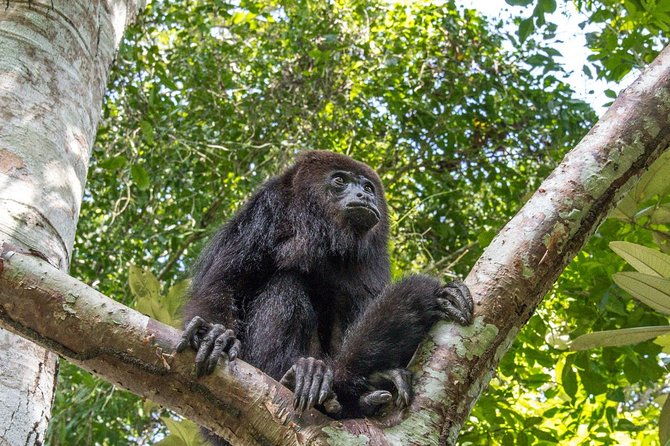 private-tour-altun-ha-cave-tubing-and-baboon-sanctuary-from-belize-city