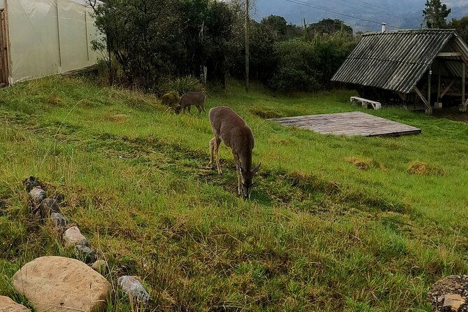 private-tour-deer-in-the-chingaza-paramo-and-suasie-trail