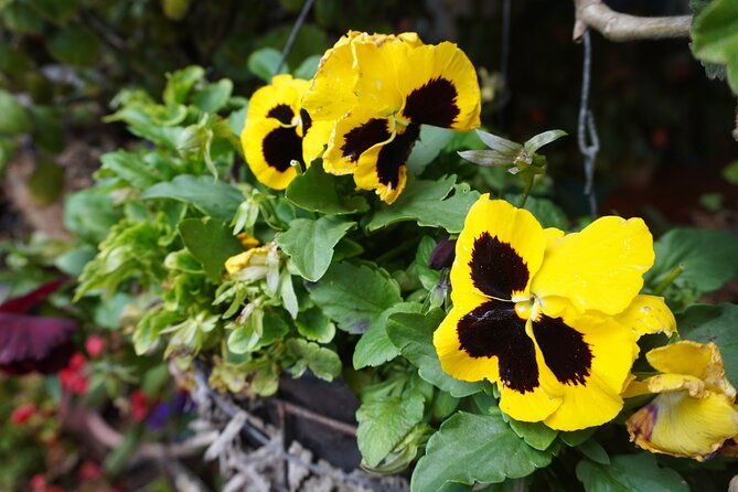 private-tour-heart-fair-flowers-adventure-park-flower-farm