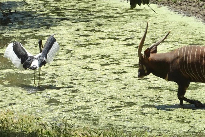 private-tour-of-sonoma-wild-safari-animal-park-and-sonoma-redwoods