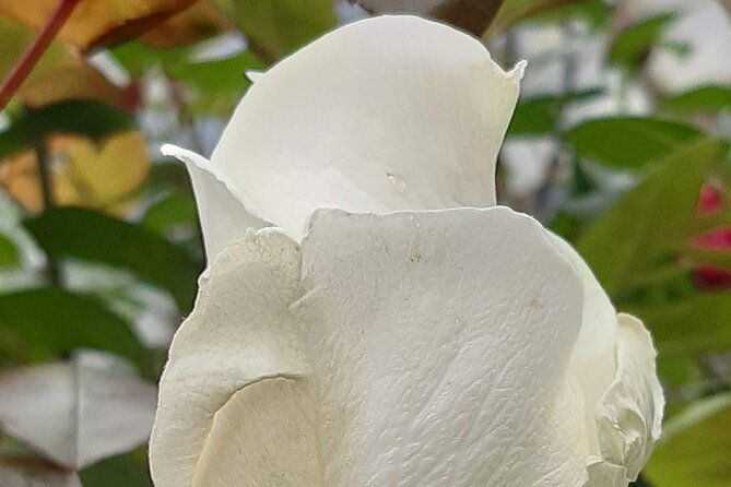 private-tour-papallacta-hot-springs-roses-farm-and-a-relaxe-hike