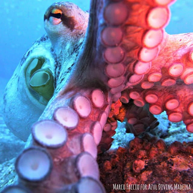 private-tour-ponta-de-sao-lourenco-scuba-snorkeling