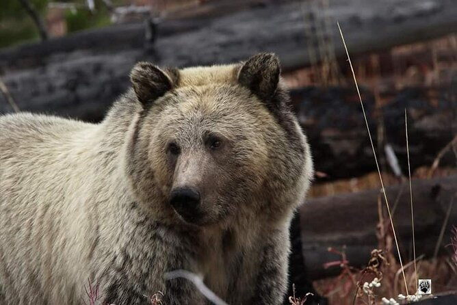 private-yellowstone-wildlife-and-photo-tours-west-yellowstone