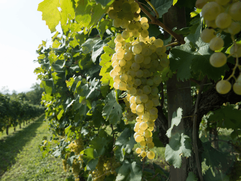 prosecco-tasting-in-countryside-winery