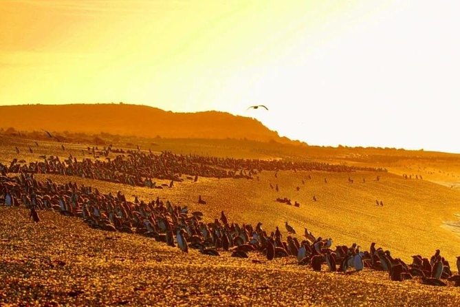 puerto-madryn-valdes-peninsula-with-visit-to-the-magellanic-penguin-colony