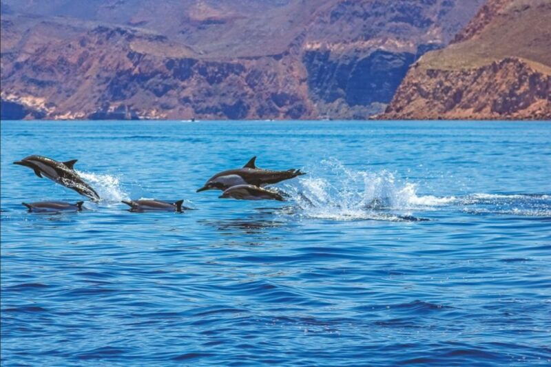 puerto-rico-2-hour-dolphin-catamaran-excursion