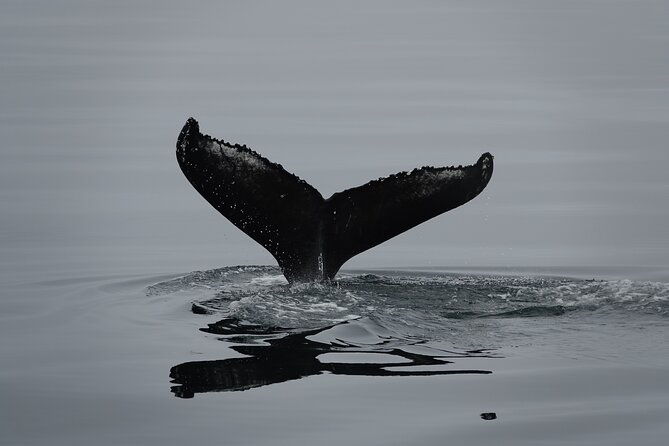 reykjavik-bay-arctic-rose-whale-watching-excursion