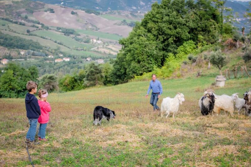 rimini-san-leo-cashmere-farm-experience
